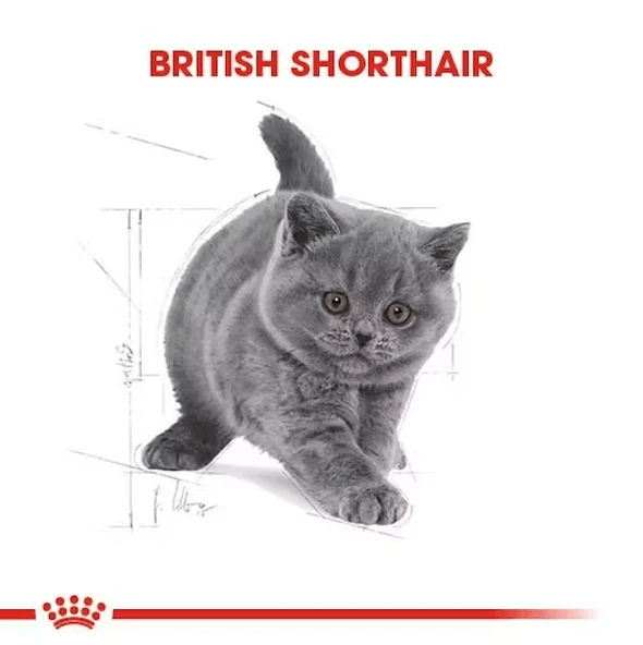 Royal Canin British Shorthair Kitten Yavru Kedi Maması - Resim 8