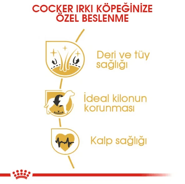 Royal Canin Cocker Adult Yetişkin Köpek Maması - 3