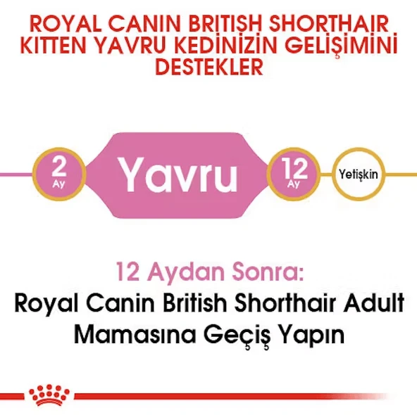 Royal Canin British Shorthair Kitten Yavru Kedi Maması - Resim 7