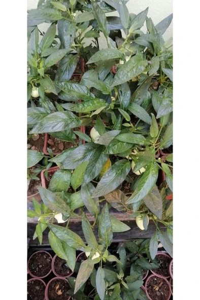 2 Adet Pepino Fidanı 1 Adet Sarmaşık Gül Fidanı 35 40 Santim Arası - Resim 2