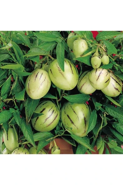 2 Adet Pepino Fidanı 1 Adet Sarmaşık Gül Fidanı 35 40 Santim Arası ürün görseli