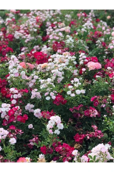 2 Adet Pepino Fidanı 1 Adet Sarmaşık Gül Fidanı 35 40 Santim Arası - Resim 3