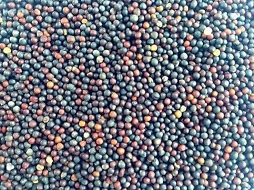 Şalgam Tohumu 50 GR ürün görseli