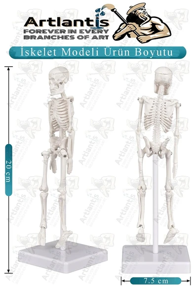 İskelet Maketi 20 cm 1 Adet Eğitim İnsan İskelet Modeli İskelet Sistemi Haraketli İskelet Anatomisi Masaüstü Taşınabilir - 2