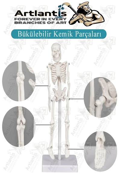 İskelet Maketi 20 cm 1 Adet Eğitim İnsan İskelet Modeli İskelet Sistemi Haraketli İskelet Anatomisi Masaüstü Taşınabilir - 4