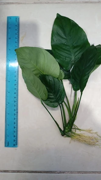 Bitki L224 Anubias barteri broad leaf -[L] Large - Resim 2