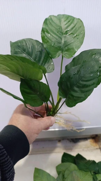 Bitki L224 Anubias barteri broad leaf -[L] Large - Resim 3
