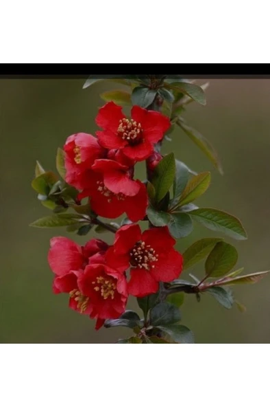 Tüplü Bahar dalı japon ayvası fidanı 25/35 cm - Resim 2