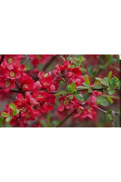 Tüplü Bahar dalı japon ayvası fidanı 25/35 cm - Resim 4