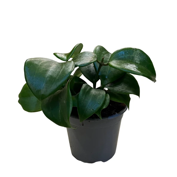 Hoya Quinquenervia (Mum Çiçeği) ürün görseli