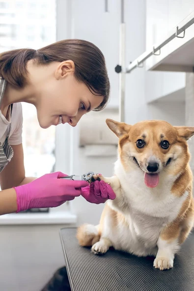 Mucit Home Kedi Köpek Tırnak Makası Kedi Köpek Pati Bakım Kuş Tavşan Tırnak Kesim Makası - Resim 7