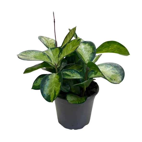 Hoya Australis 'Lisa' (Mum Çiçeği) ürün görseli