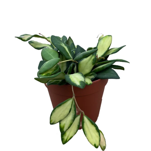 Hoya Burtoniae 'Variegata' (Mum Çiçeği) ürün görseli