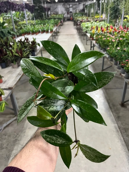 Hoya Pubicalyx 'Silver Spots' (Mum Çiçeği) ürün görseli