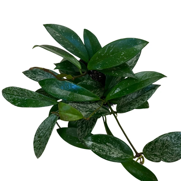 Hoya Pubicalyx 'Silver Spots' (Mum Çiçeği) - Resim 3