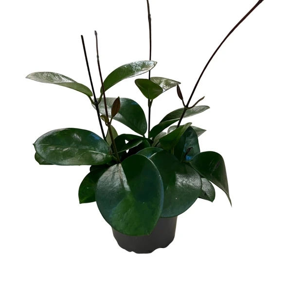 Hoya Australis (Mum Çiçeği) ürün görseli