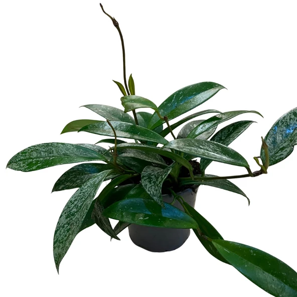 Hoya Pubicalyx 'Silver Spots' (Mum Çiçeği) - Resim 4