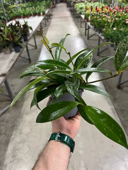 Hoya Pubicalyx 'Silver Spots' (Mum Çiçeği) - Resim 2