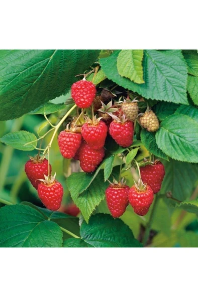 Tüplü Iri Meyveli Yediveren Ahududu Fidanı - Resim 2