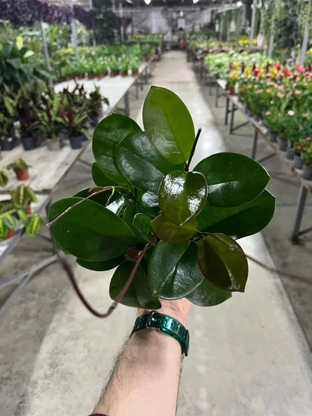 Hoya Australis (Mum Çiçeği) - Resim 4