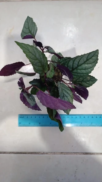 Bitki L092 Hemigraphis colorata big leaves 4-5 Kök - Resim 2