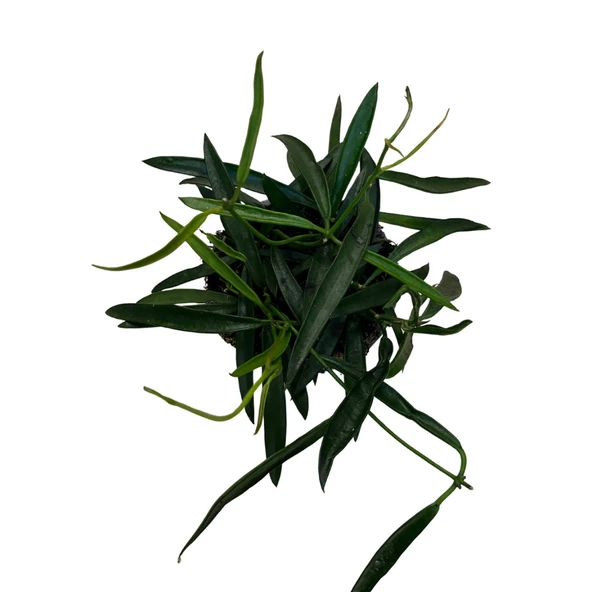 Hoya Longifolia (Mum Çiçeği) - Resim 2