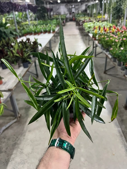 Hoya Longifolia (Mum Çiçeği) - Resim 4