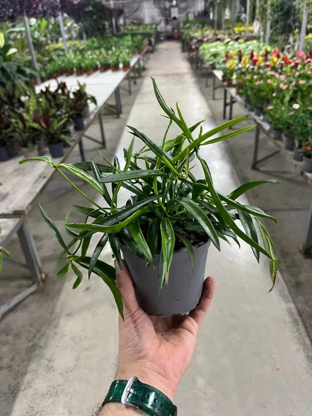 Hoya Longifolia (Mum Çiçeği) - Resim 3