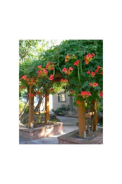 Campsis Radicans Turuncu Acem Borusu Fidanı 20-40 cm ürün görseli