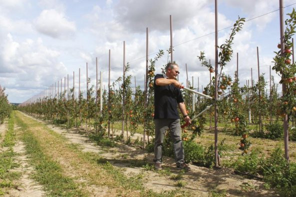 Felco 220 Kalın Dal Budama Makası - 4