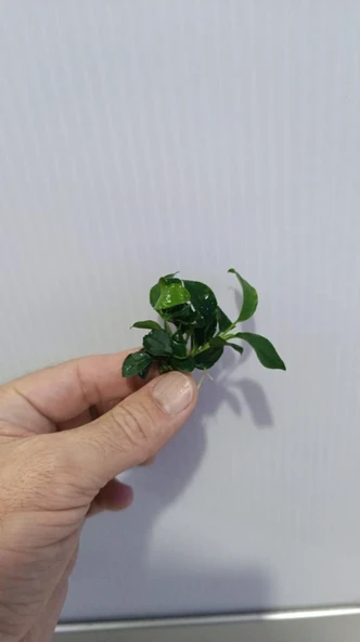 Bitki L307 Anubias barteri var nana (petite) - Resim 4