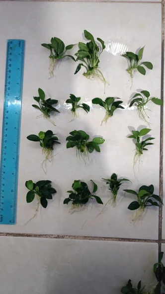 Bitki L307 Anubias barteri var nana (petite) ürün görseli 1