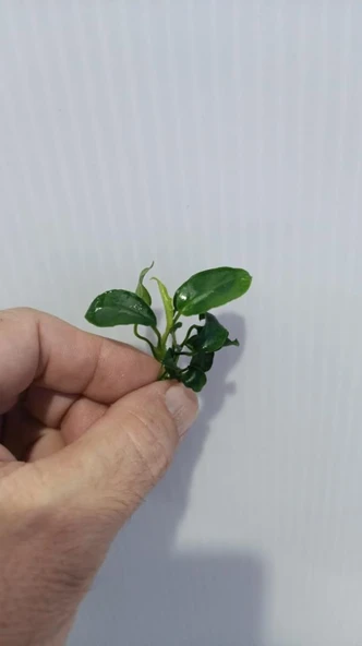 Bitki L307 Anubias barteri var nana (petite) - Resim 5