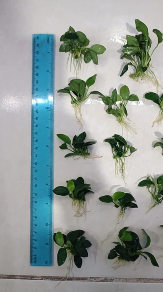 Bitki L307 Anubias barteri var nana (petite) - Resim 2