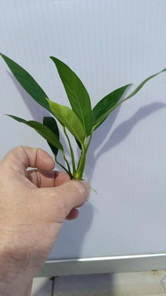 Bitki L017 Anubias barteri var glabra (lanceolata) - Resim 5