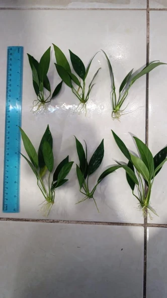 Bitki L017 Anubias barteri var glabra (lanceolata) ürün görseli