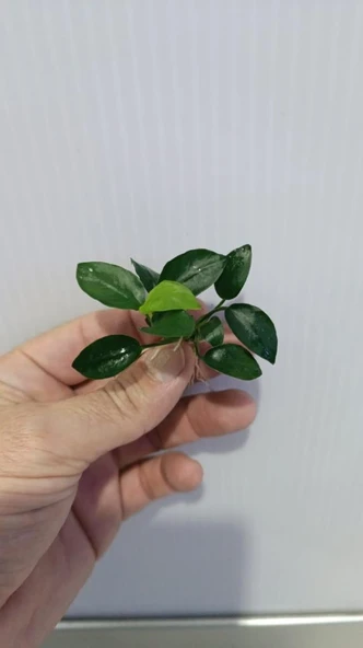 Bitki L307 Anubias barteri var nana (petite) - Resim 6