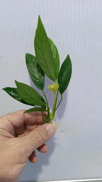 Bitki L017 Anubias barteri var glabra (lanceolata) - Resim 3