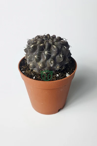 Copiapoa Humilis koyu gövde koleksiyon kaktüs 5.5 cm saksıda - 2