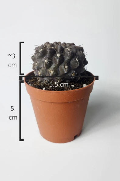 Copiapoa Humilis koyu gövde koleksiyon kaktüs 5.5 cm saksıda - 5