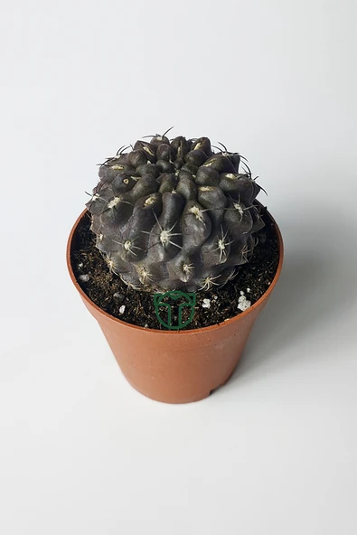 Copiapoa Humilis koyu gövde koleksiyon kaktüs 5.5 cm saksıda - 3