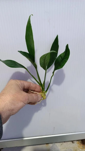 Bitki L316 Anubias congensis -[L] 20cm - Resim 2