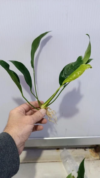 Bitki L316 Anubias congensis -[L] 20cm - Resim 3