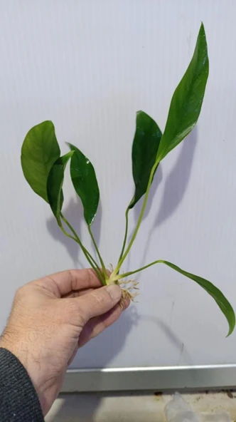 Bitki L316 Anubias congensis -[L] 20cm - Resim 4