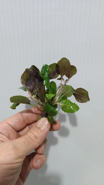 Bitki L380 Lobelia cardinalis wavy Akvaryum Bitki - Resim 7