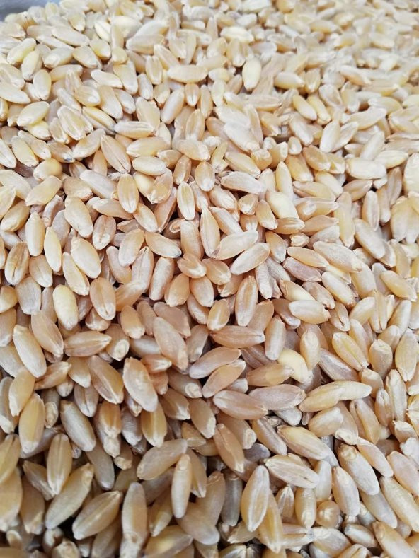 ELENMİŞ KIRMIZI BUĞDAY 25KG