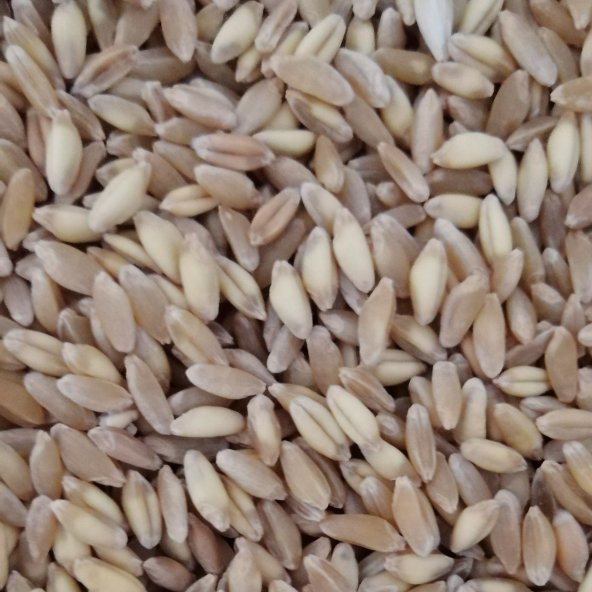 25KG BUĞDAY ÜCRETSİZ KARGO