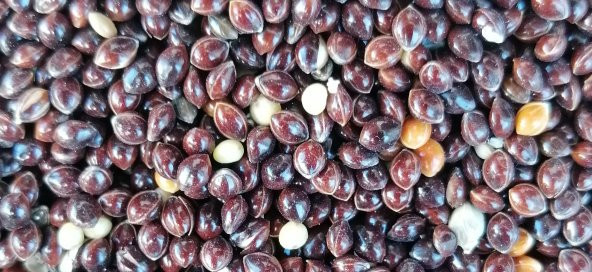 SİYAH DARI MUHABBET KUŞU YEMİ 10Kg