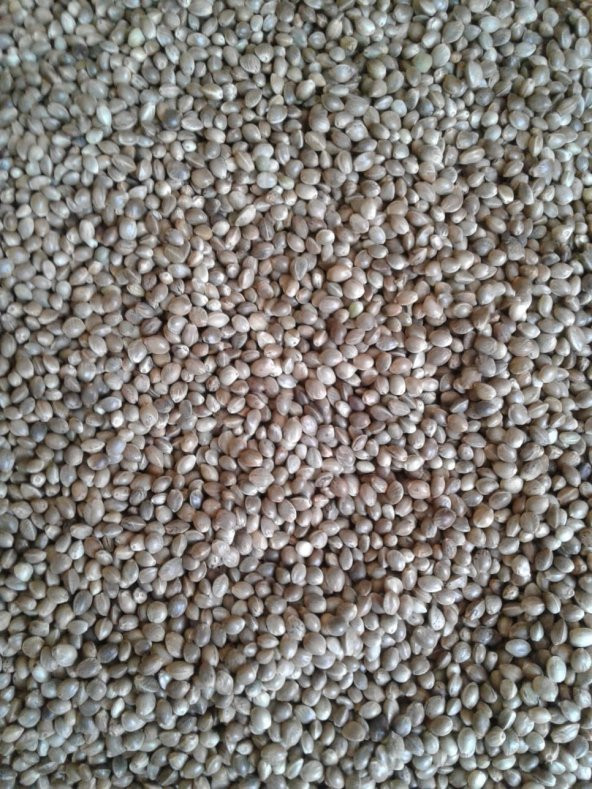 10KG İNCE BOY ELENMİŞ KENDİR(KENEVİR) YEMLİK ÜCRETSİZ KARGO