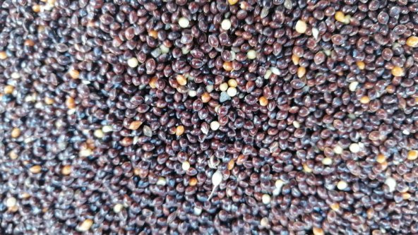 SİYAH DARI MUHABBET KUŞU YEMİ 10Kg - 2